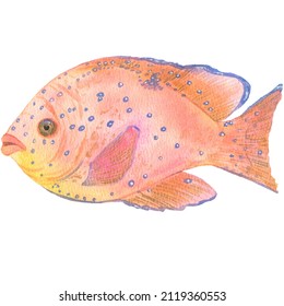 Colorful exotic fishes. Hand painting watercolor illustration. Under ocean, wildlife.