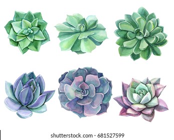 Colorful Floral Set Watercolor Succulents