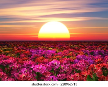Flower Sunrise Hd Stock Images Shutterstock