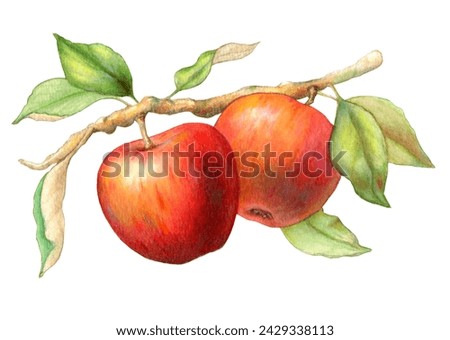 Colorful red apples dangling from a leafy branch. Traditional illustration on paper, my own artwork.