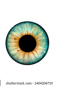 Green Eye Lens Images Stock Photos Vectors Shutterstock