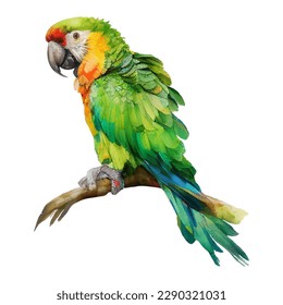 Colorida ilustración de la acuarela de aves tropicales. Loro tropical aislado en fondo blanco