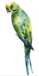 Colorful Tropical Parrot Parakeet Bird Beautiful Elegant Watercolor Illustration Isolated On White Background Transparent Card Decor Nature Wildlife Birds Birdwatching