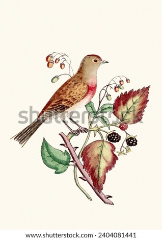 Colorful watercolor bird illustration, botanical art. Vintage-style songbird illustration isolated on a beige background.