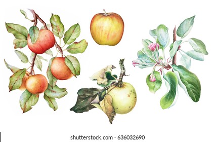 Colorful watercolor set of the apple tree branches with fruits, flowers and leaves. Apple plant elements