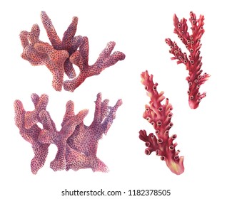 Colorful watercolor set of corals. Isolated hand-drawn elements. 