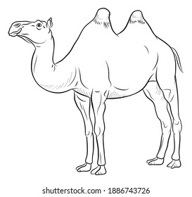 camel clipart black and white