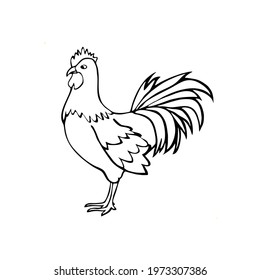 Coloring Rooster Black White Drawing Rooster Stock Illustration 