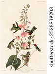 Columbian Humming Bird by John James Audubon, etched by Robert Havell. Vintage art drawing of bird illustration print, vintage watercolor illustration of Columbian Humming bird on branch.