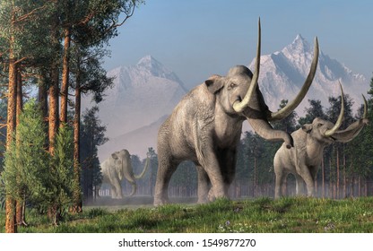 The Columbian Mammoth is an extinct animal that inhabited warmer regions of North America during the Pleistocene. Here three of them walk on a wide path. 3D rendering
