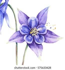 Columbine Flowers Watercolor Summer Meadow Flowers Stock Illustration ...