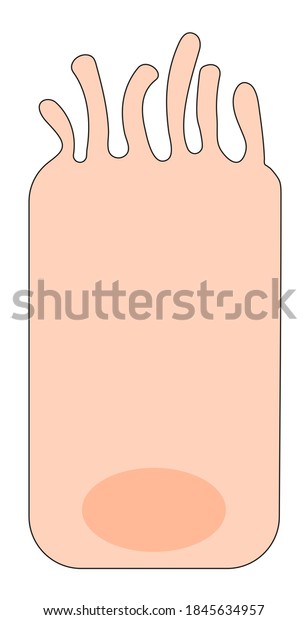 Columnar Epithelial Cells Without Cilia Goblet Stock Illustration 1845634957 Shutterstock 6913