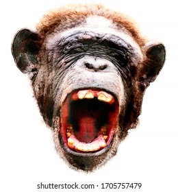 怒っている猿 の画像 写真素材 ベクター画像 Shutterstock
