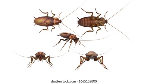 Common Asian Cockroach White Background Multiple Poses 3d Rendering