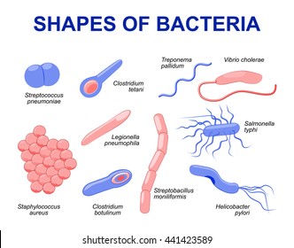48,209 Bacteria shape Images, Stock Photos & Vectors | Shutterstock