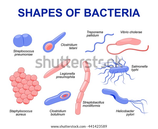 Common Bacteria Infecting Human Stock Illustration 441423589 | Shutterstock