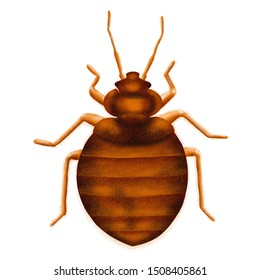 Common Bedbug Cimex Lectularius. Bed Bug, Drawn Illustration, Isolated On White