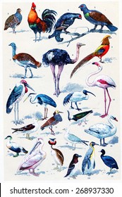 Common birds, vintage engraved illustration. La Vie dans la nature, 1890.  