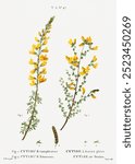 Common broom flower (1801–1819) by Pierre-Joseph Redouté. Vintage Redoute’s plant art, flower drawing illustration, old Pierre-Joseph Redoute’s flower painting, floral art print.