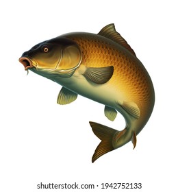 Common Carp fish (koi) realism isolate illustration. Fishing for big carp, feeder fishing, carp fishing.