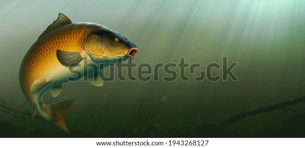 Common Carp fish (koi) realism isolate\
illustration. Fishing for big carp, feeder fishing, carp fishing.\
Carp underwater at the bottom of a river or\
lake.