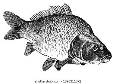 Common Carp Image Ink Drawing Stock Illustration 1598311072