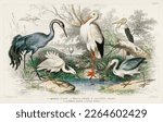 Common Crane, White Stork, Gigantic Crane, Common Heron, and Little Egret from A history of the earth and animated nature (1820) by Oliver Goldsmith (1730-1774).