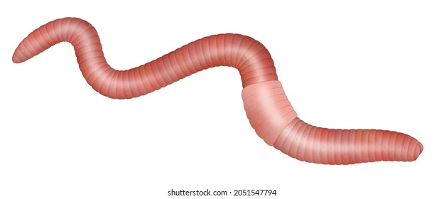 Common Earthworm Illustration Against White Background