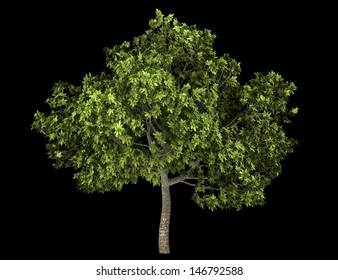 Common Fig Tree Isolated On Black Background