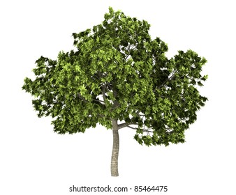 Common Fig Tree Isolated On White Background