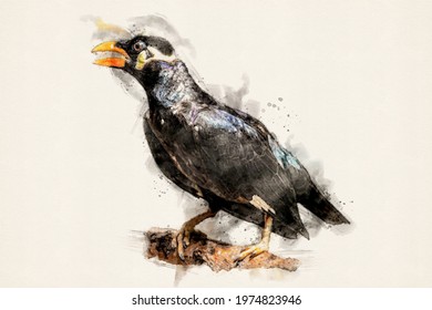 Common Hill Myna, Mynah Bird. Black Asian Talking Bird. Aquarelle, Watercolor Illustration.