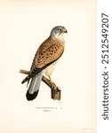 Common Kestrel male (Falco tinnunculus) illustrated by the von Wright brothers. 