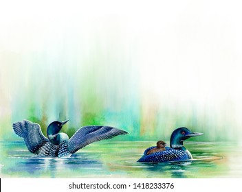 Common Loon chick (Gavia immer) rides on its mother's back as the father spreads her wings  as she swims. Drawing watercolor.