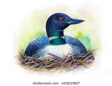 A common loon sits on her nest. Drawing watercolor.