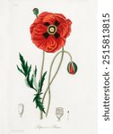 Common poppy (Papaver rhoeas) illustration. Medical Botany (1836) by John Stephenson and James Morss Churchill. Vintage plant. Vintage art drawing illustration, old painting art print.