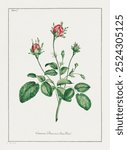 Common Provence Rose Bud (1775) in high resolution by John Edwards. Red rose flower. Vintage red flower floral botanical art drawing illustration, old floral rose bud flower painting art print.