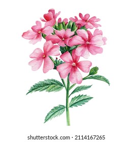 Common Verbena Flowers Isolated On White Background. Detailed Drawing, Watercolor Illustration, Wildflower