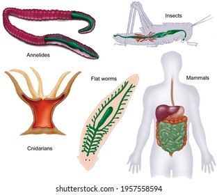 Comparative Anatomy Digestive System Different Animal Stock ...