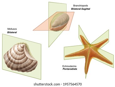 Comparative Anatomy. Symmetry In The Animal World. Examples Of Bilateral, Sagittal And Pentarradiate Symmetry In A Mollusk, A Branchiopod And An Echinoderm Respectively.