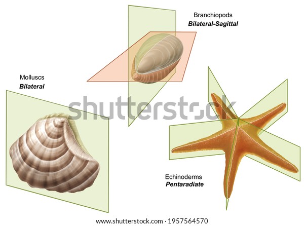 Comparative anatomy. Symmetry\
in the animal world. Examples of bilateral, sagittal and\
pentarradiate symmetry in a mollusk, a branchiopod and an\
echinoderm\
respectively.