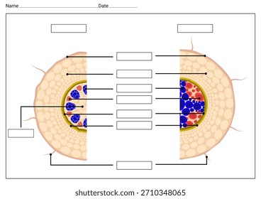 Compare between Monocot root with Dicot root cross section label worksheet for students 