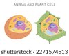 animal and plant cell