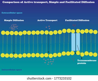 Comparison Of Active Transport, Simple Diffusion And Facilitated Diffusion