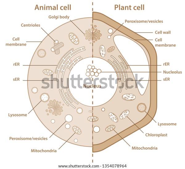 Descubra Comparacion Entre Celulas Vegetales Y Animales Imagenes De Stock En Hd Y Millones De Otras Fotos Ilustraciones Y Vectores En Stock Libres De Regalias En La Coleccion De Shutterstock Se Agregan Miles De Imagenes Nuevas De Alta Calidad Todos