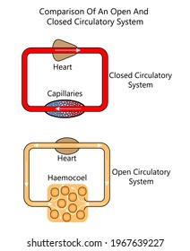 open circulatory system and closed circulatory system