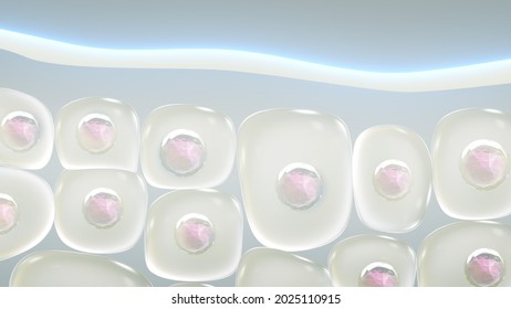 Comparison Of Dry Skin Layers Receiving Skin Nourishing Vitamins. Make Your Skin Look Bright Again In 3D.