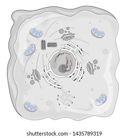 The Complete Cell With Nucleous