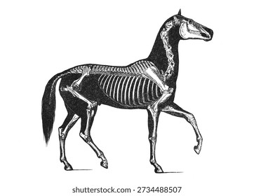 A complete equine skeletal system, old vintage illustration, 1889.