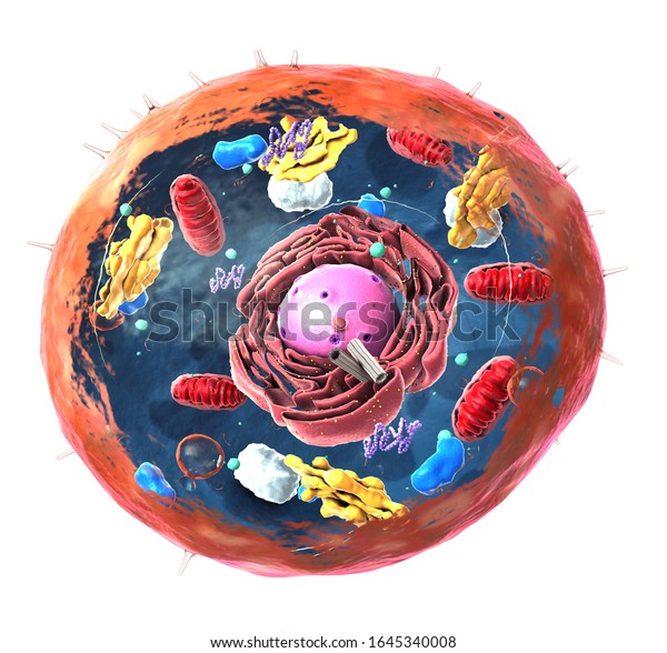 Components of Eukaryotic cell, nucleus and\
organelles and plasma membrane - 3d\
illustration