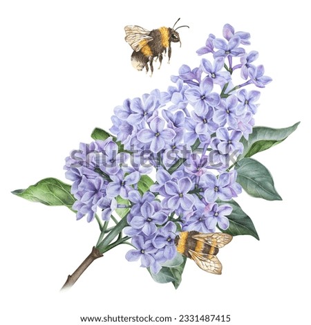 Composition of a bumblebees on a lilac flower. Watercolor botanical illustration. Hand drawn clipart isolated on a white background. Bee collecting nectar on a purple flowering bush. For prints